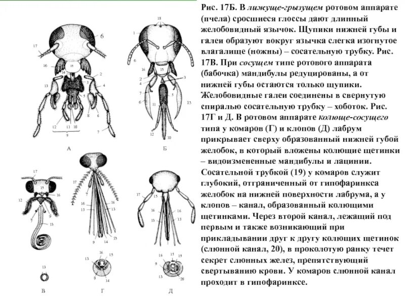 Строение ротовых органов насекомых. Колюще-сосущий тип ротового аппарата строение. тип ротового аппарата у пчелы. ротовой аппарат грызуще лижущего типа строение. колюще-сосущий ротовой аппарат клопа строение.