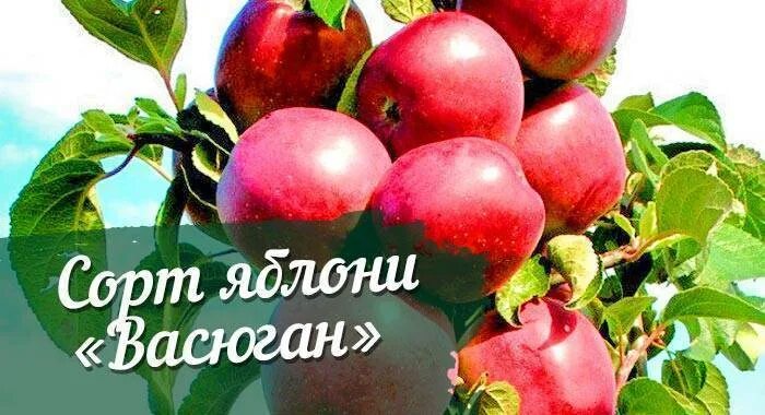 Яблоня васюган отзывы. Сорт яблони васюган. яблоня колонновидная васюган. васюган яблоня колоновидная описание отзывы. яблоня васюган колоновидная описание сорта фото отзывы.