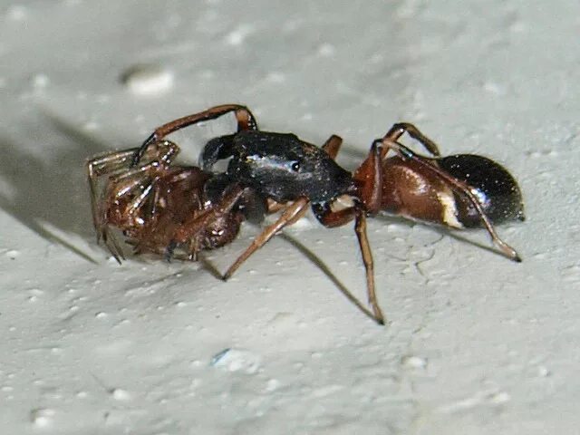 Муравьи под цифрой 1. Муравьи работают дружно. Муравьи фонетический разбор 2 класс. Под ant chip. Муравьи под цифрой 1.