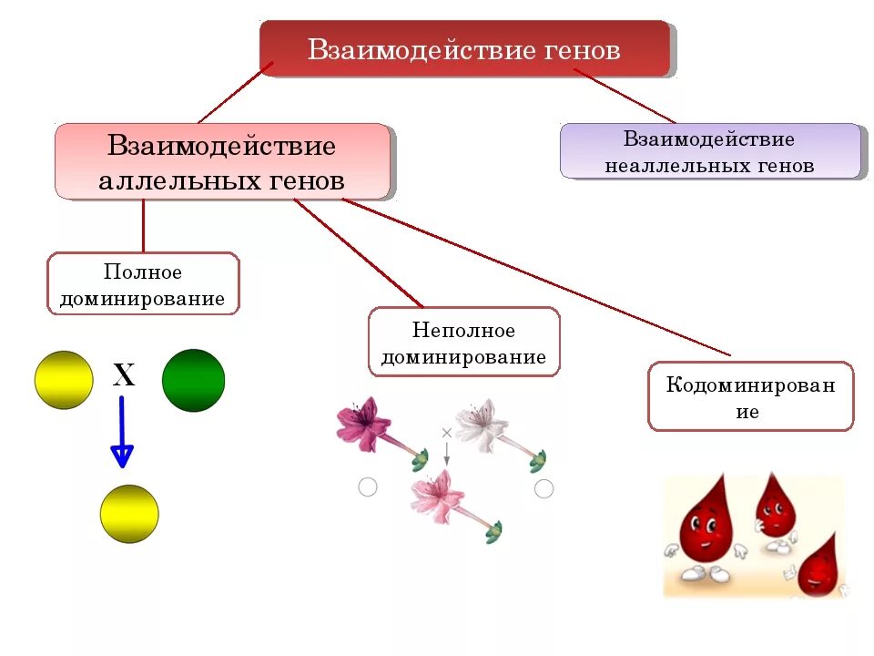 Полное доминирование тип взаимодействия. Взаимодействие аллельных генов схема. типы взаимодействия аллельных генов. схема взаимодействия аллельных и неаллельных генов. аллельные гены типы взаимодействия.