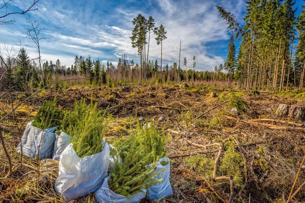 Ecology russia. Лесовосстановление Красноярский край 2022. Лесное хозяйство Красноярского края лесовосстановление. Сеянцы для лесовосстановления. Возобновление леса.