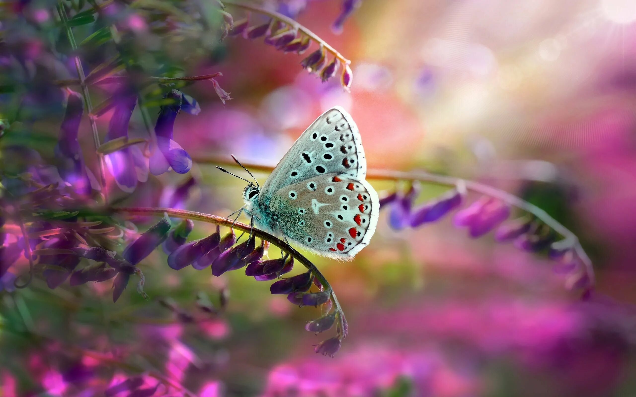 Бабочки на весь экран. Макросъемка природа. Бабочки. Бабочка на цветке. Бабочки в природе.