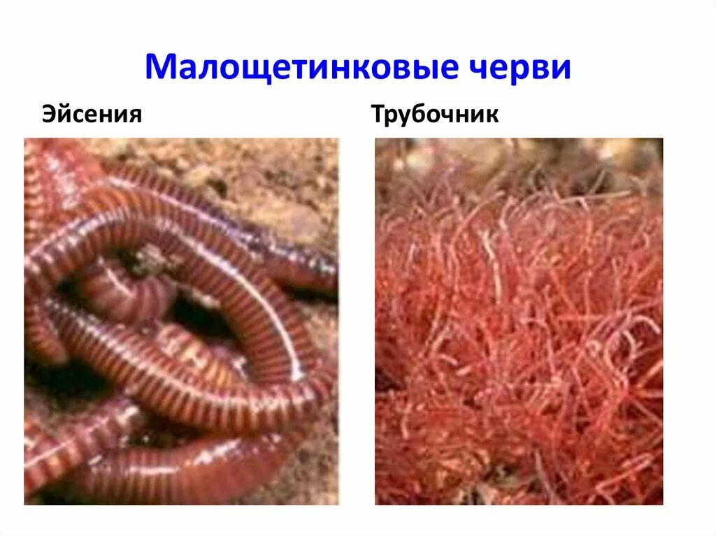 Тип симметрии кольчатые. Малощетинковые черви олигохеты. oligochaeta (малощетинковые черви). кольчатые черви олигохеты. малошетниковфй крльчатые черви.
