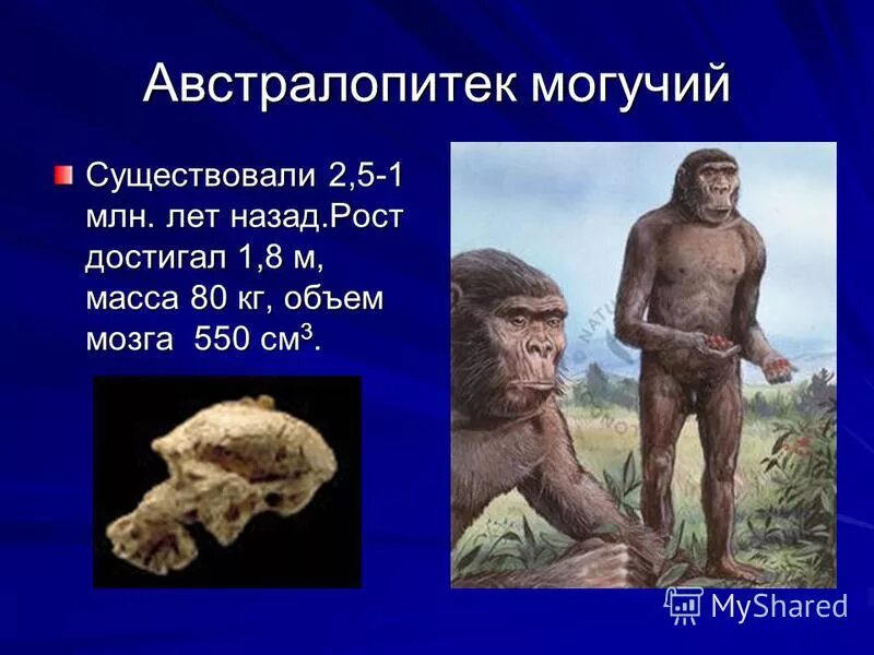 Где был найден австралопитек. Австралопитек особенности строения. Человек умелый сходство с человеком. Обитание автролопитека. Австралопитек обитание.