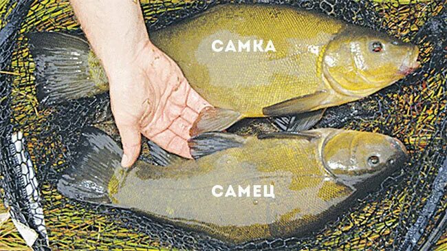 Как определить рыбу самку. Как определить рыбу самку