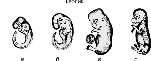Плод млекопитающих