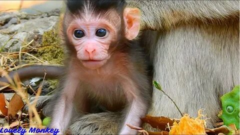 Baby monkey videos