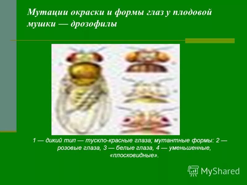 Лабораторная работа мутации дрозофилы 10 класс. Мутационная изменчивость дрозофилы. мутационная изменчивость глаза дрозофилы. мутации дрозофилы норма. муха дрозофила мутации.
