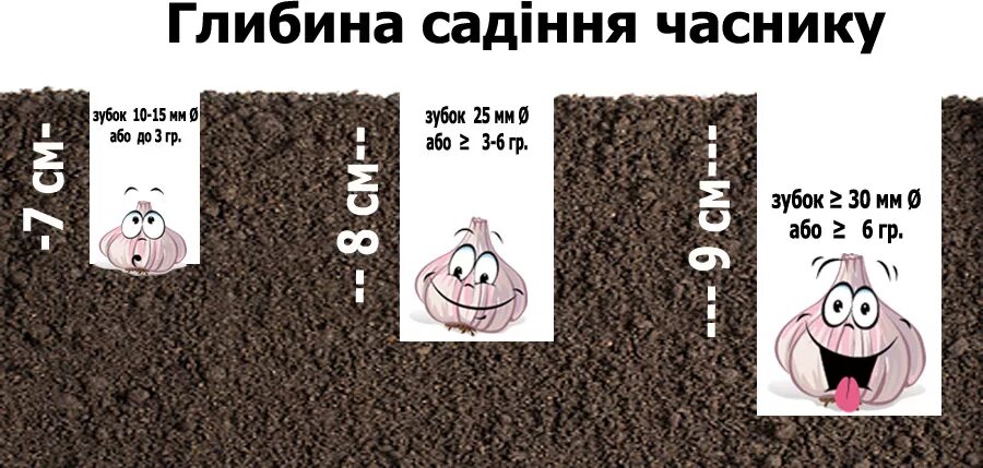 Чеснок на каком расстоянии сажать друг. Схема посадки чеснока. схема и глубина посадки озимого чеснока. схема посадки зимнего чеснока. глубина глубина посадки чеснока.