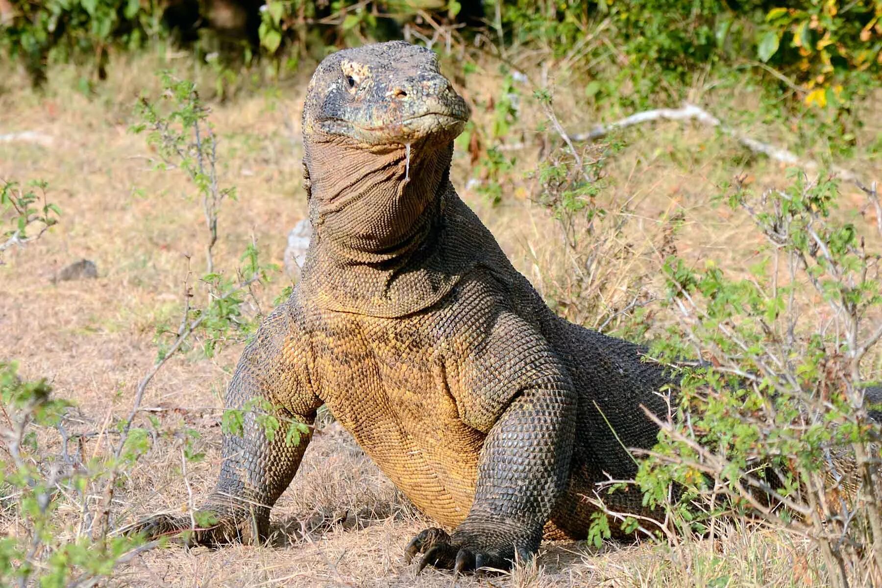 Комодский варан черный. Комодский варан 4к. Варан википедия. Комодский варан зеленый. Варан дракон комодо.