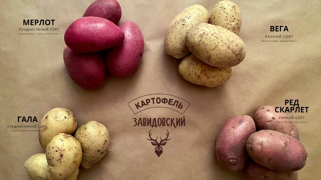 картофель семенной гала описание. семенной картофель гала описание сорта. галла картофель сорт характеристика. картофель гала описание и отзывы. сорт гала картофель характеристика.