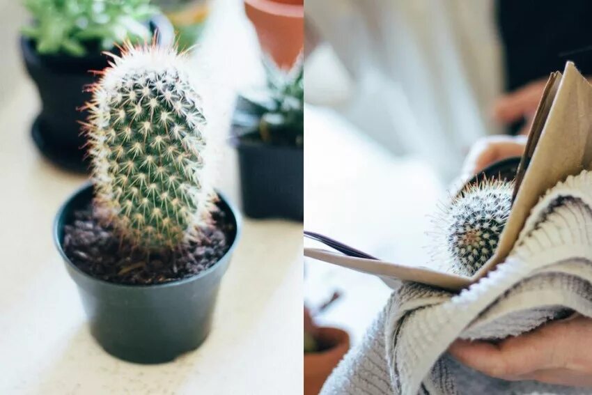 человек кактус. укололся кактусом. пересадить кактус. опунция кактус иглы. большой колючий кактус в горшке.