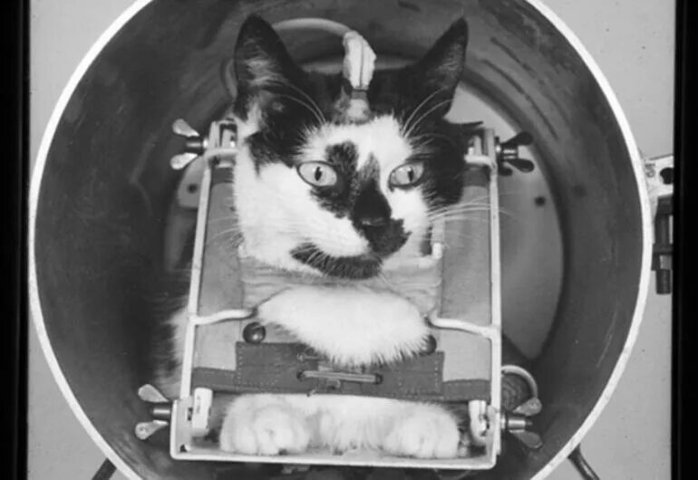 Кошка полетевшая в космос. Первая кошка в космосе Фелисетт. Кошка Фелисетта. Астро кошка Фелисетт.