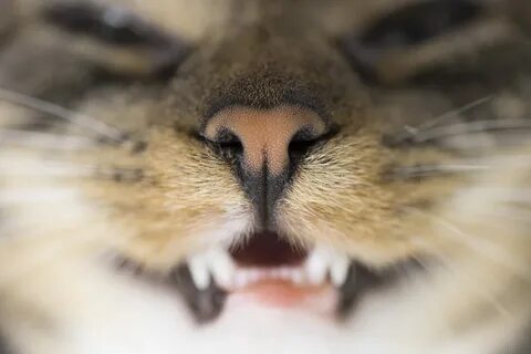 Кошка дышит с открытым ртом