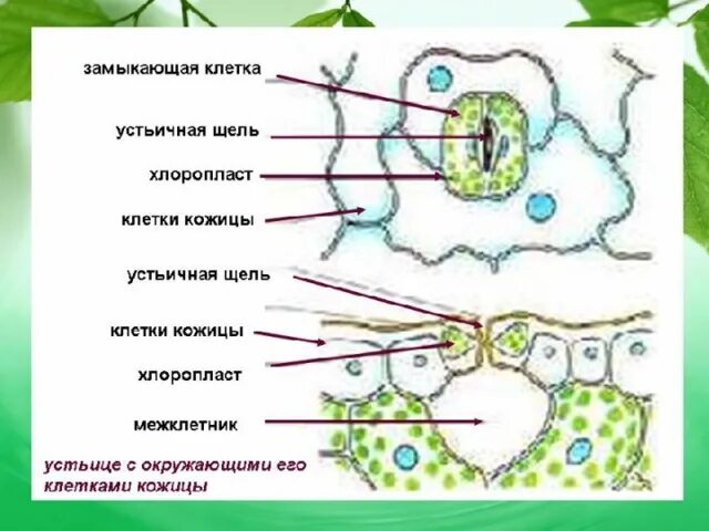 Клеточное строение листа таблица 7 класс Методическая разработка "Клеточное строение листа" 6 класс