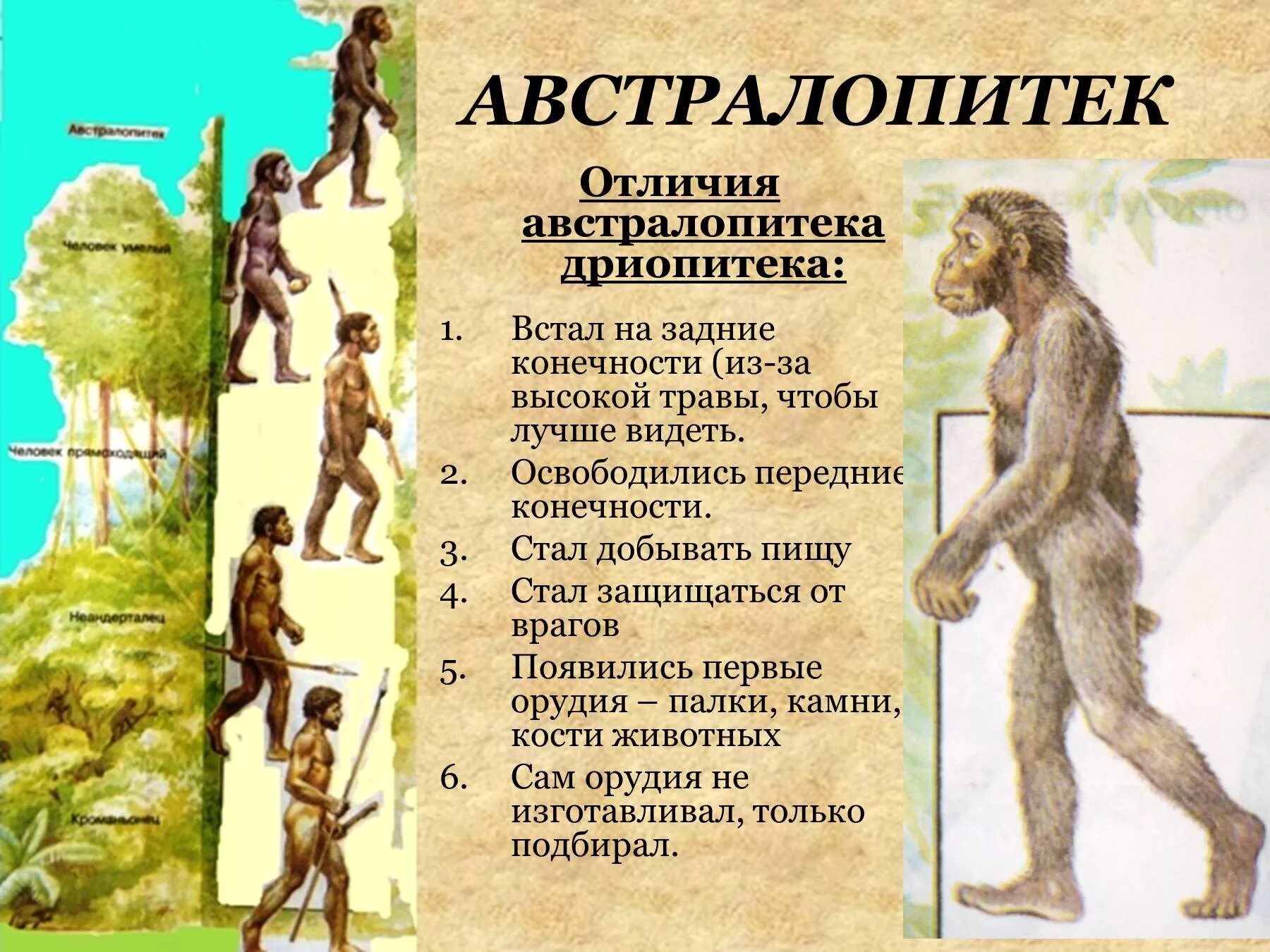 Почему одного из предков назвали человеком умелым. Астралопитек драпитек. Австралопитеки гоминид. Австралопитек это в биологии. Человек прямоходящий это австралопитек.