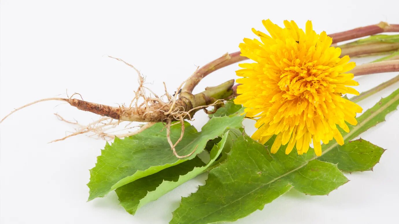 Чем полезны цветы одуванчика для организма. Taraxacum officinale корень. Одуванчик ЛРС. Одуванчик лекарственный корень. Лекарственные растения корень одуванчика.