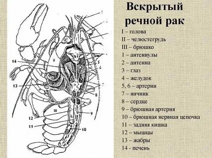 Рак всех органов