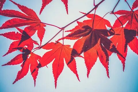 Листья праздничных кленов