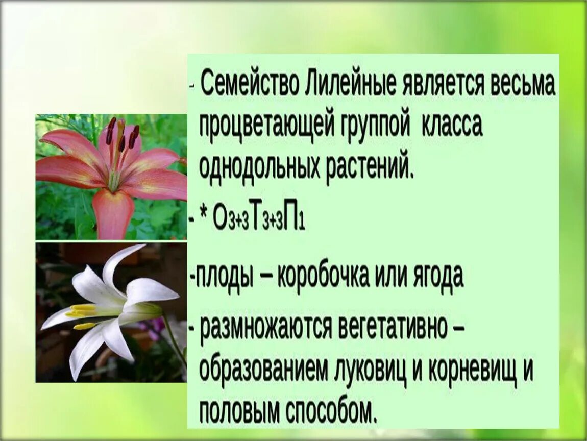 Растения семейства лилейных можно. Растения семейства Лилейные. Комнатные растения семейства лилейных. Домашний цветок семейства лилейных. Признаки семейства Лилейные.