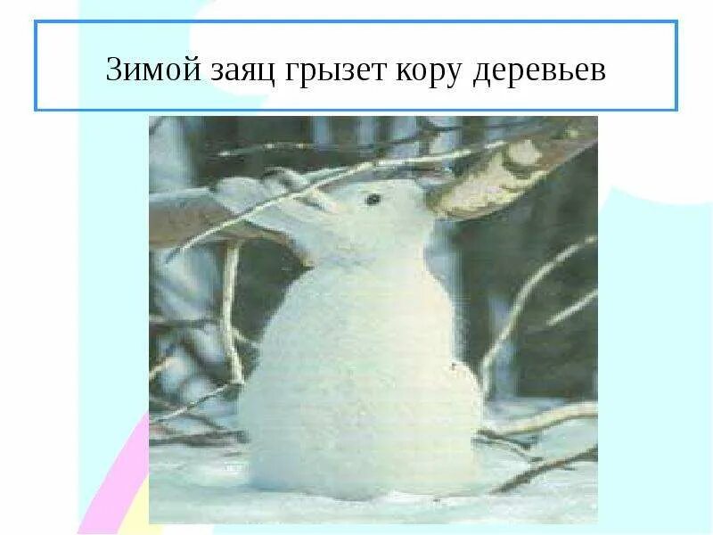 Зайцы кормятся корой деревьев. Заяц грызет кору деревьев. заяц грызет кору деревьев зимой. заяц зимой гложет кору. заяц ест кору зимой.