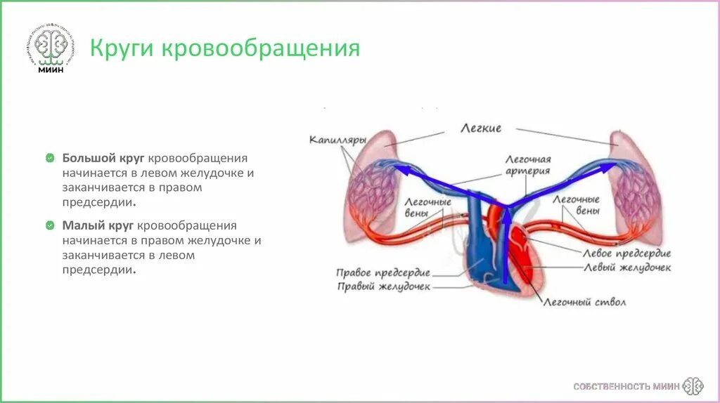 Большой круг кровообращения левый желудочек левое предсердие. Большой круг кровообращения правое предсердие. Большой и малый круг кровообращения начинается и заканчивается. Большой круг кровообращения начинается в левом желудочке. Заканчивается в правом предсердии