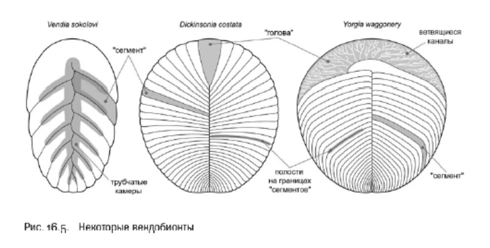 Сегменты листа. Дикинсония строение. Вендия животное. Строение вендобионтов. Эдиакарская Биота дикинсония.
