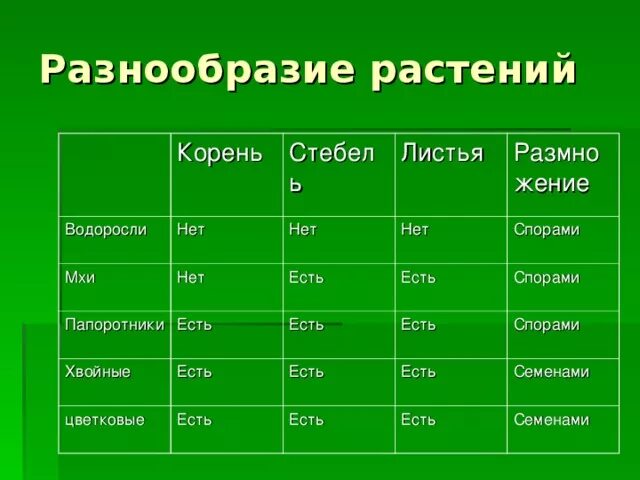 Водоросли сходство и различия. Водоросли мхи таблица. Мхи и папоротники таблица. Разнообразие растений водоросли мхи папоротники хвойные. Водоросли мхи папоротники хвойные цветковые таблица.