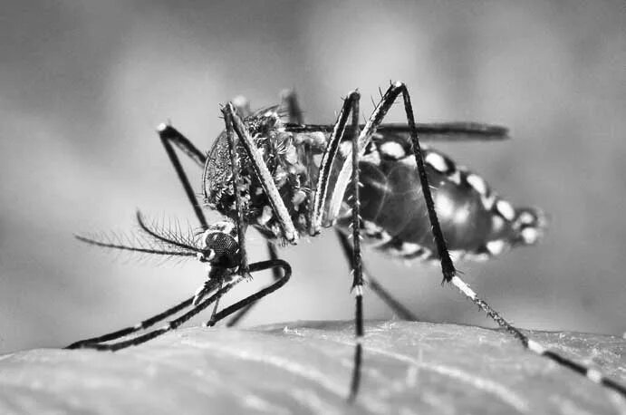 Комар. Комар фото. Комар Aedes. Малярийный комар фото. Самый маленький хищник на планете 5