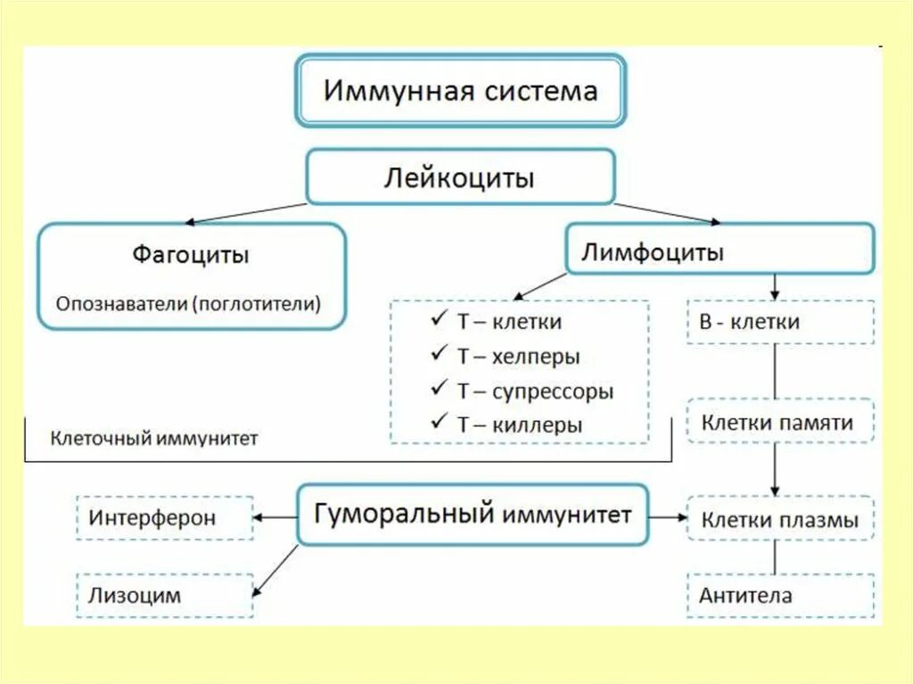 Иммунная связь. Схема работы иммунной системы. Строение иммунной системы человека схема. Системы органов человека таблица иммунная система. Структура иммунной системы схема.