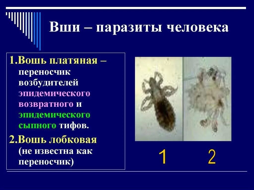 Паразиты являются. Платяная вошь заболевание. болезни человеческой головной вши. вши являются переносчиками возбудителей.