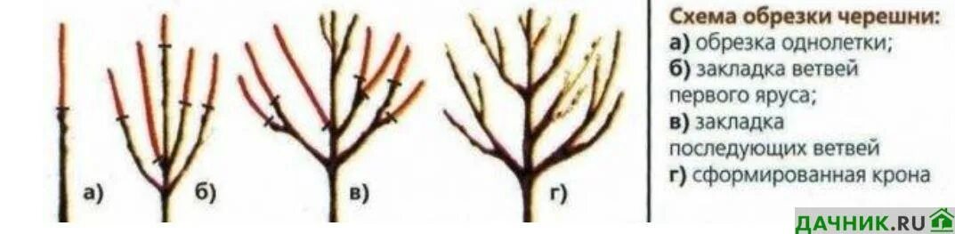 Обрезка молодой черешни. Схема обрезки вишни. Обрезка кустовой вишни весной схема. Обрезка черешни Ипуть осенью схема. Обрезка черешни Ипуть весной схема.