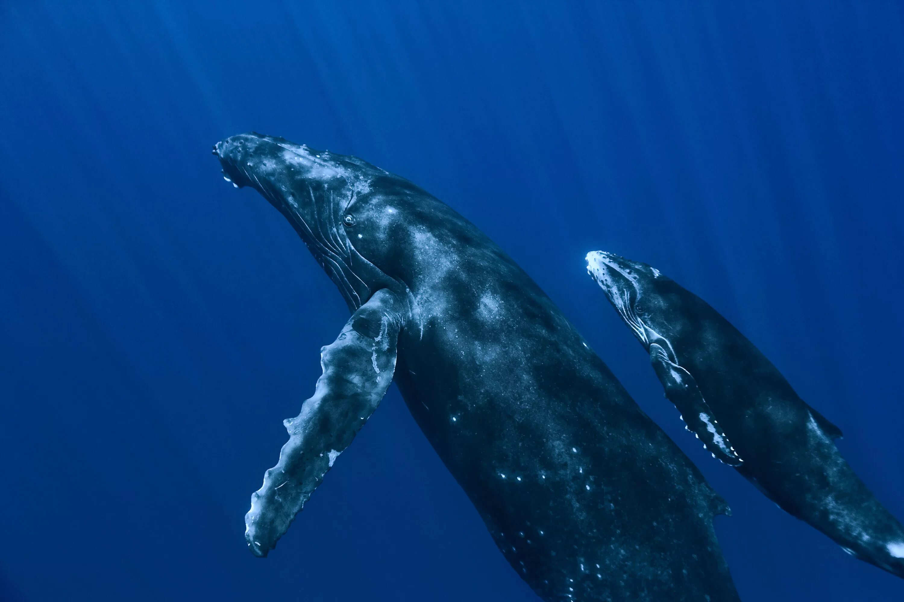 Киты атлантического океана. Китообразные горбатый кит. Горбач синий кит Кашалот. Кит-Горбач, или горбатый кит. Синий горбатый кит.