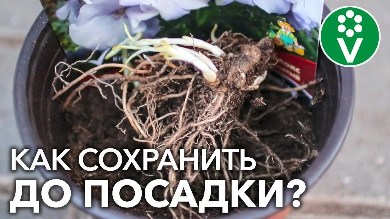 Как хранить корни пионов до посадки. Флокс метельчатый посадка корневищем весной. корень флокса. как хранить пионы до посадки. как хранить корневища флоксов до весны.