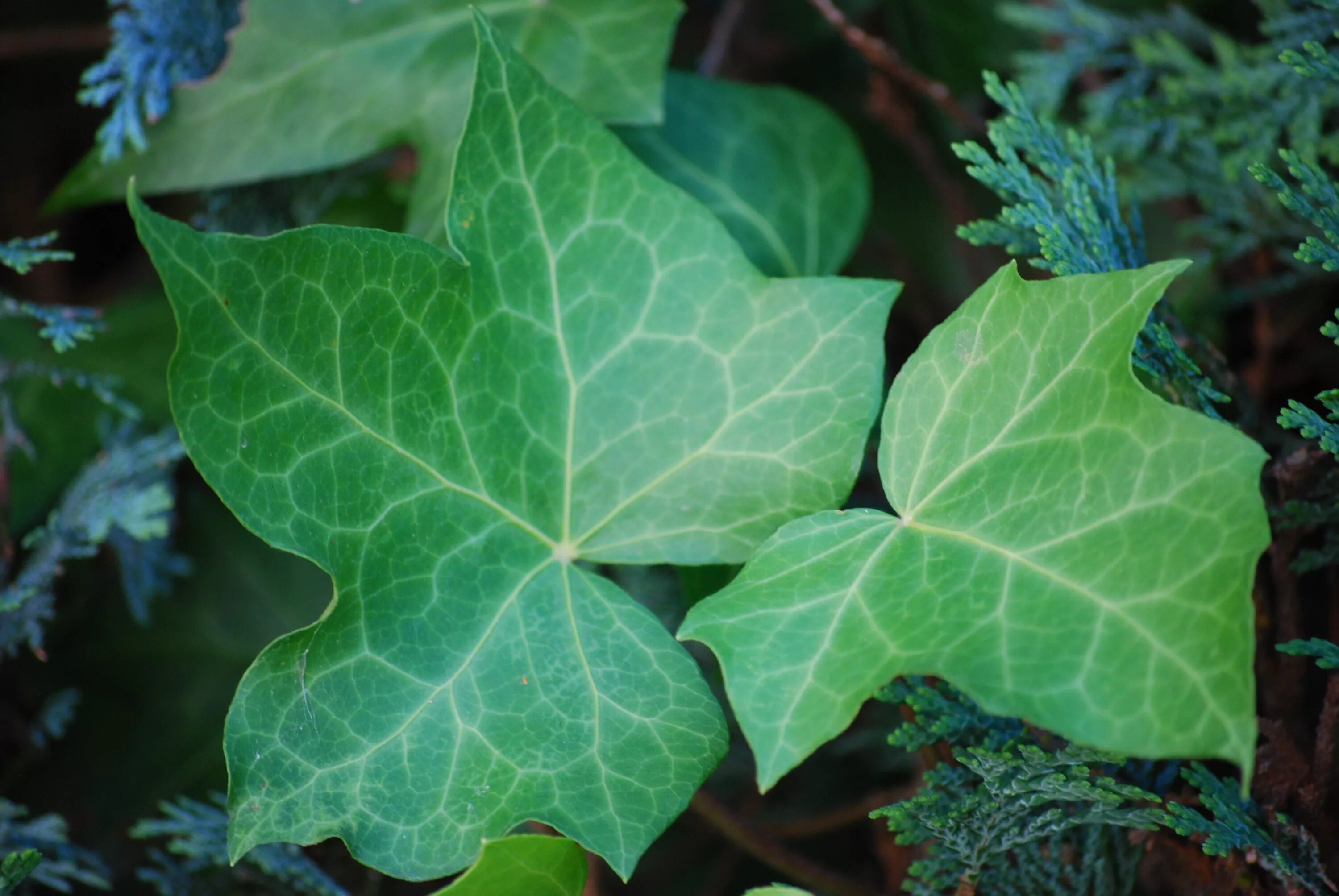 Листья плюща обыкновенного. Плющ толстолистный. Плющ Oak Leaf. Плющ вечнозеленый (Hedera).. Плющ сканворд