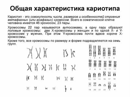 Хромосомы у зародыша