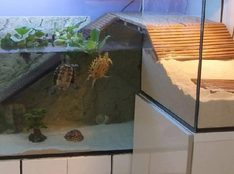 Какой аквариум нужен черепахе. Аквариум для черепах красноухих. Аквариум 150 литров для красноухой черепахи. Акватеррариум для красноухой черепахи. Аквариум террариум для красноухой черепахи.