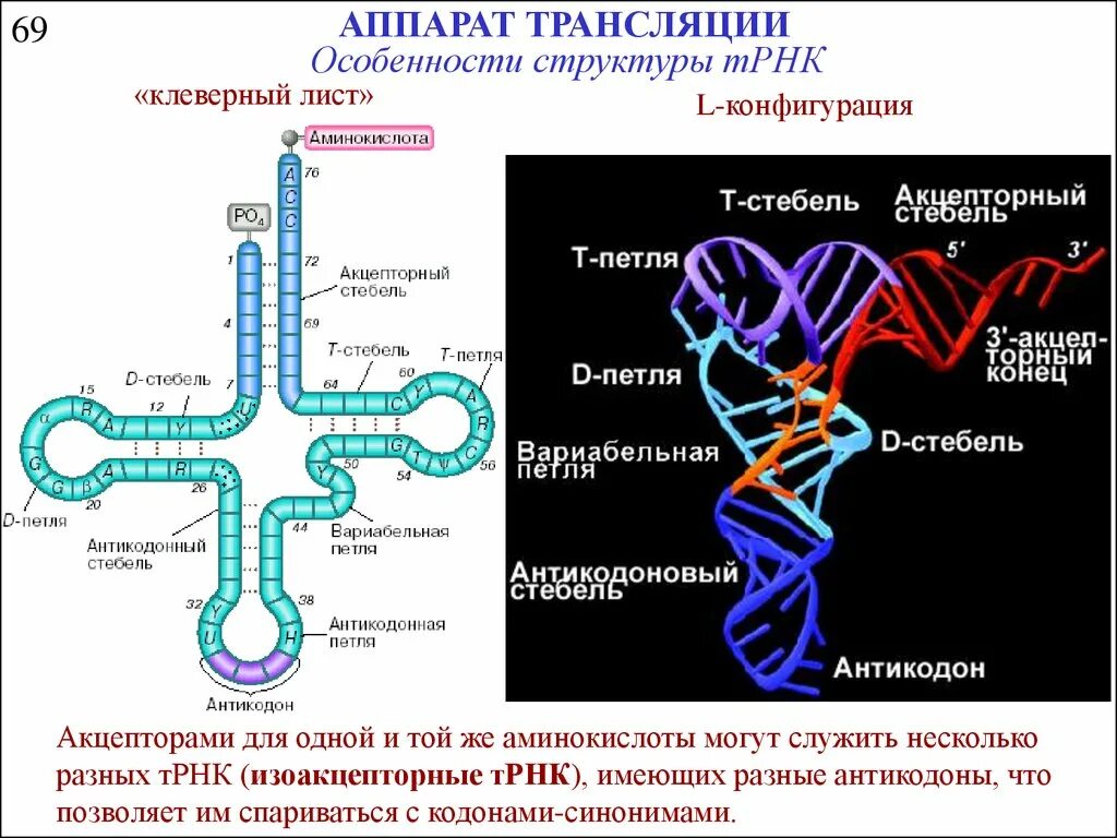 Вторичная структура ТРНК клеверный лист. Функциональный участок транспортной РНК. Вторичная структура т-РНК – модель «Клеверного листа». Строение ТРНК трансляция.