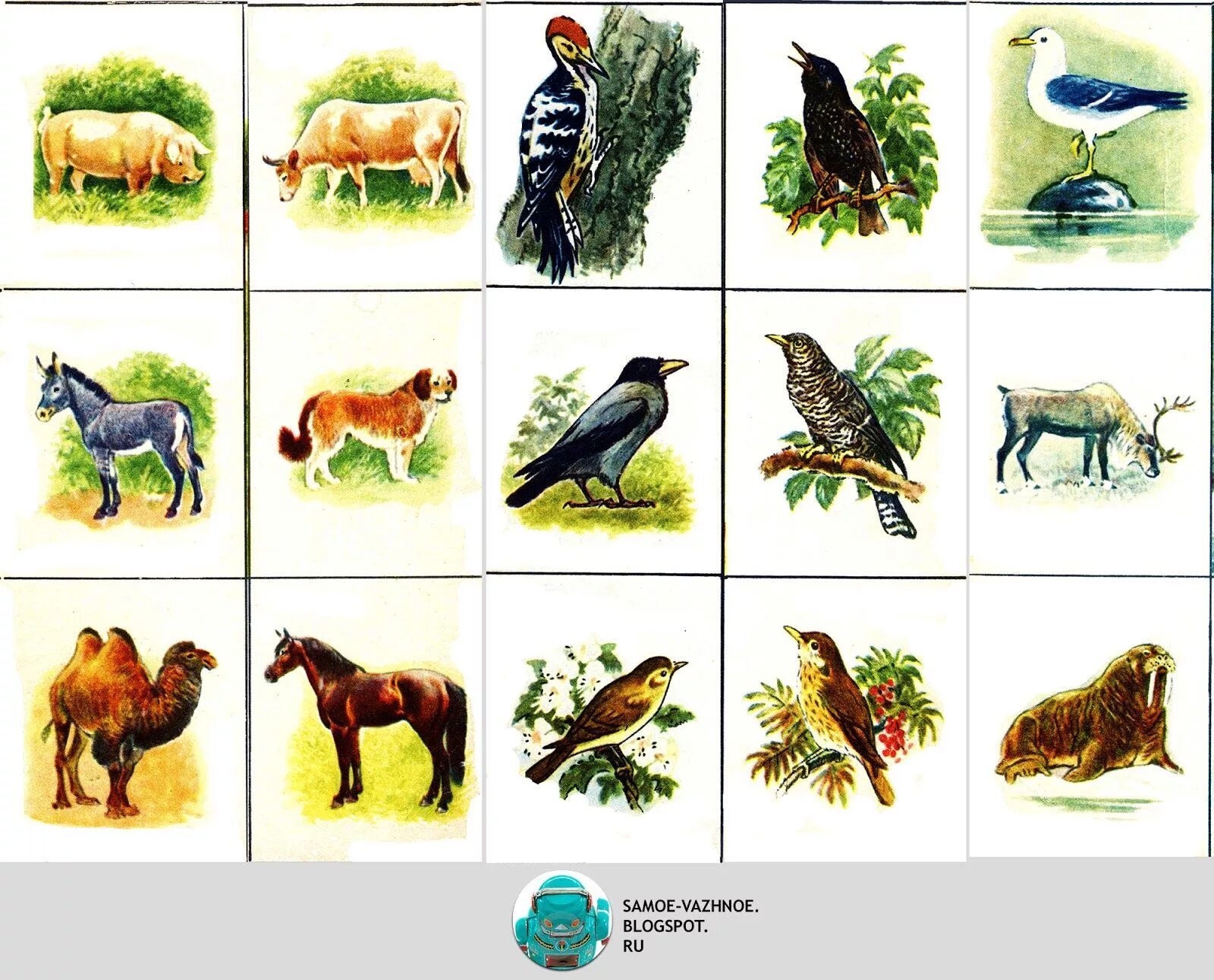 Карточка обитатели. Зоологическое лото "в мире животных". Зоологическая игра животные лото. Лото животные для детей. Карточки зверей для детей в картинках.