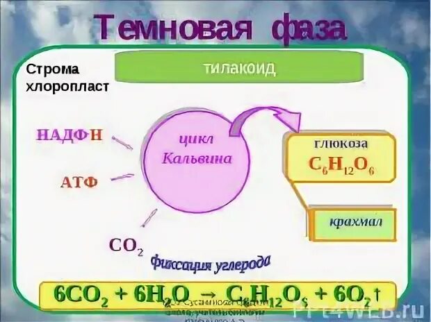 Темновая фаза исходные продукты