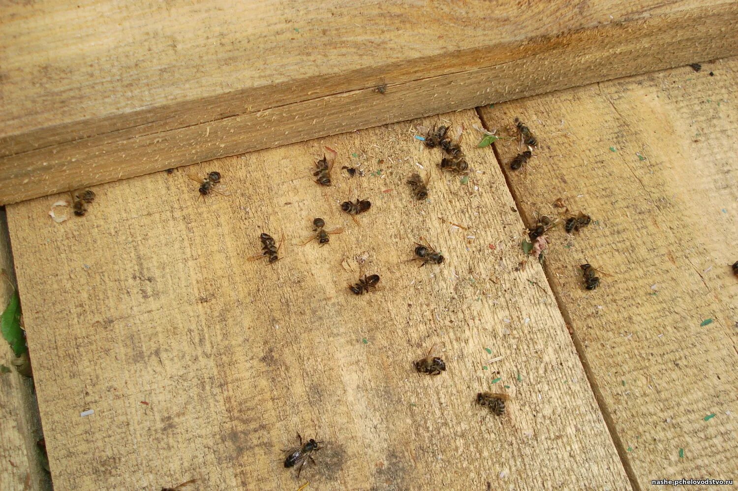 Педигри бакфаст 2021. Греция пасека. Улей для отводков. Кочевое пчеловодство крыма. Пчеловодство в ленобласти.