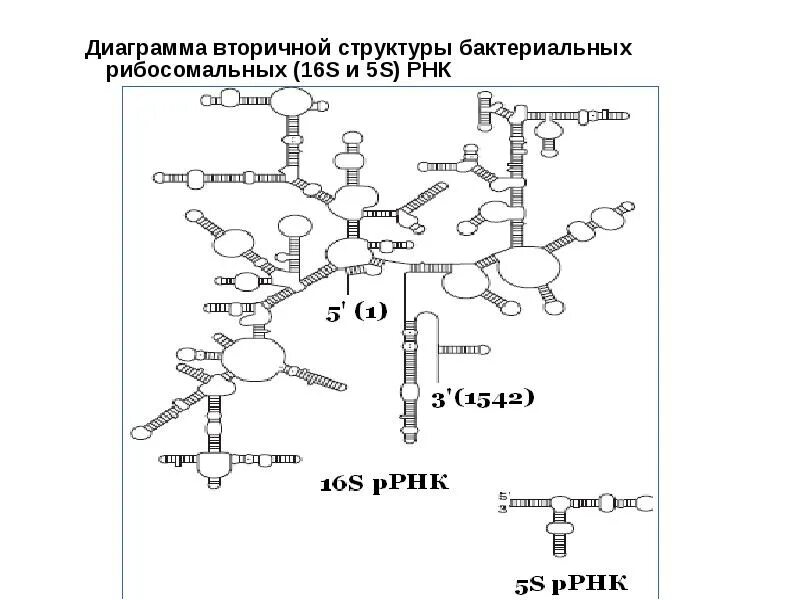 Сборка полипептидов. Вторичная структура РРНК. Строение рибосомальной РНК биохимия. 5s РНК. Рибосомальные вакцины схема получения.