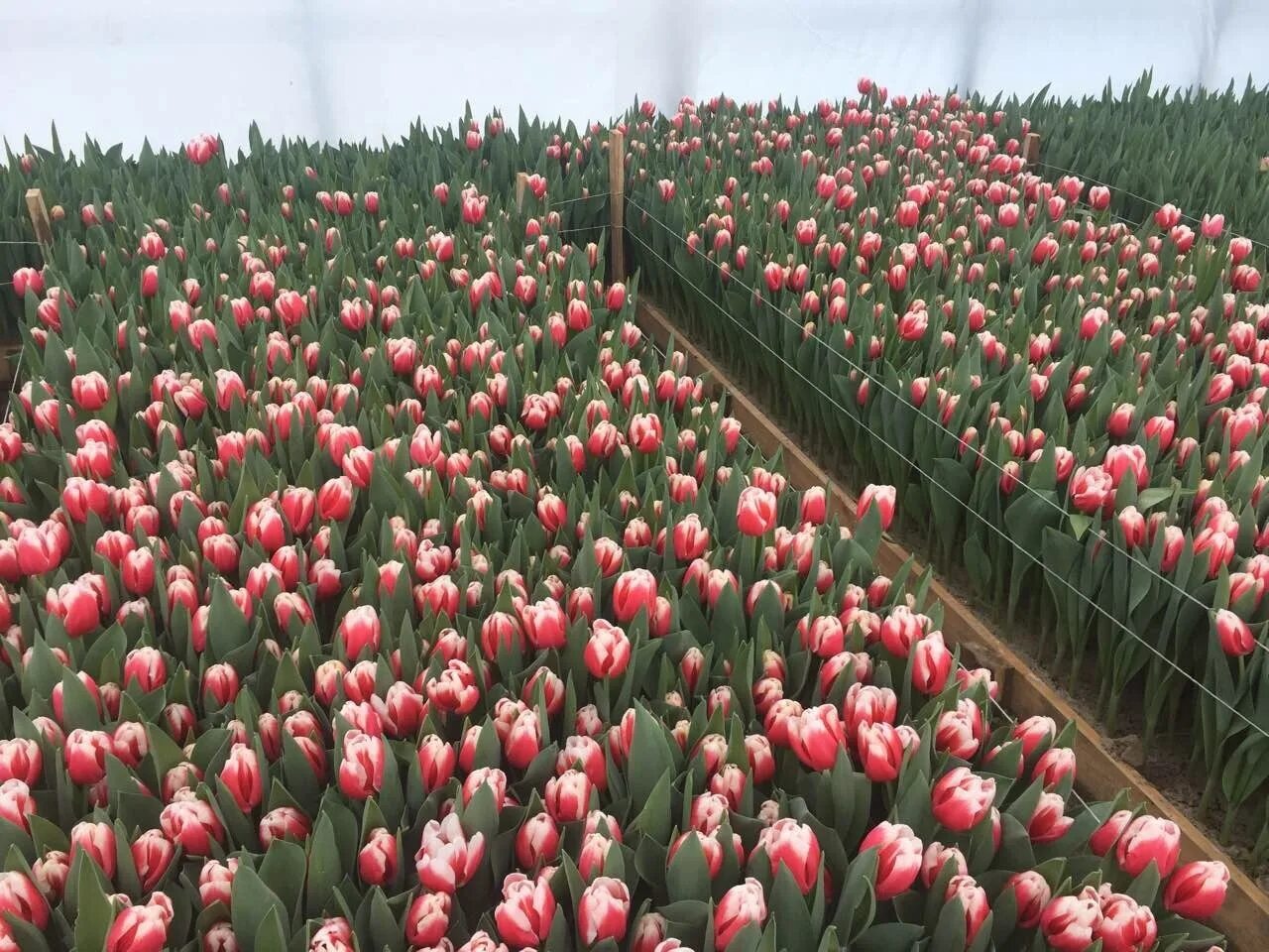 сиреневые тюльпаны сорта. тюльпан голландия стронг голд в упаковке. белые тюльпаны. шикарный букет белых тюльпанов. букет из белых тюльпанов.