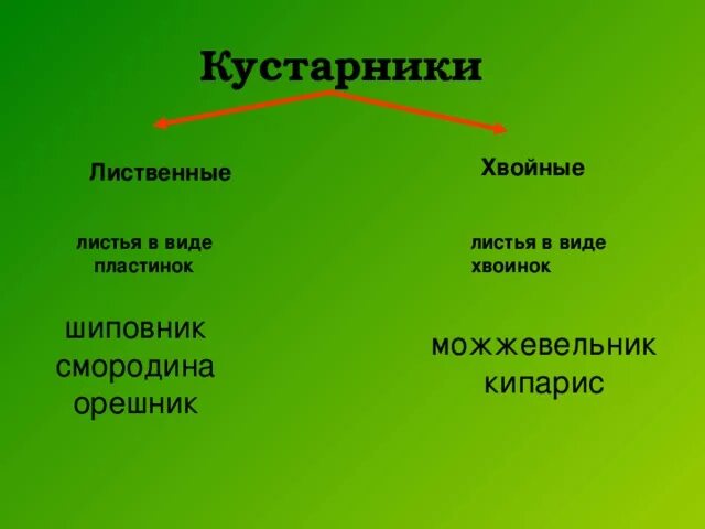 Листья хвойные и лиственные. Кустарники лиственные и хвойные. Лиственные и хвойные кустарники 2 класс. Лиственные растения кустарники. Лиственные кустарники названия 2 класс.