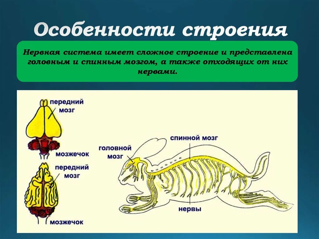 Внутреннее строение и жизнедеятельность млекопитающих. Строение нервной системы млекопитающих. Нервная система млекопитающих 7 класс биология таблица. Биология млекопитающие нервная система. Нервная система млекопитающих схема.