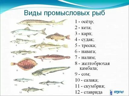 К какому продукту относится рыба