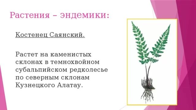 Какие растения являются эндемиками. Что такое эндемичные и реликтовые виды растений и животных ?. Эндемичные виды животных и растений. Боярышник поярковой эндемик крыма. Эндемики евразии растения.