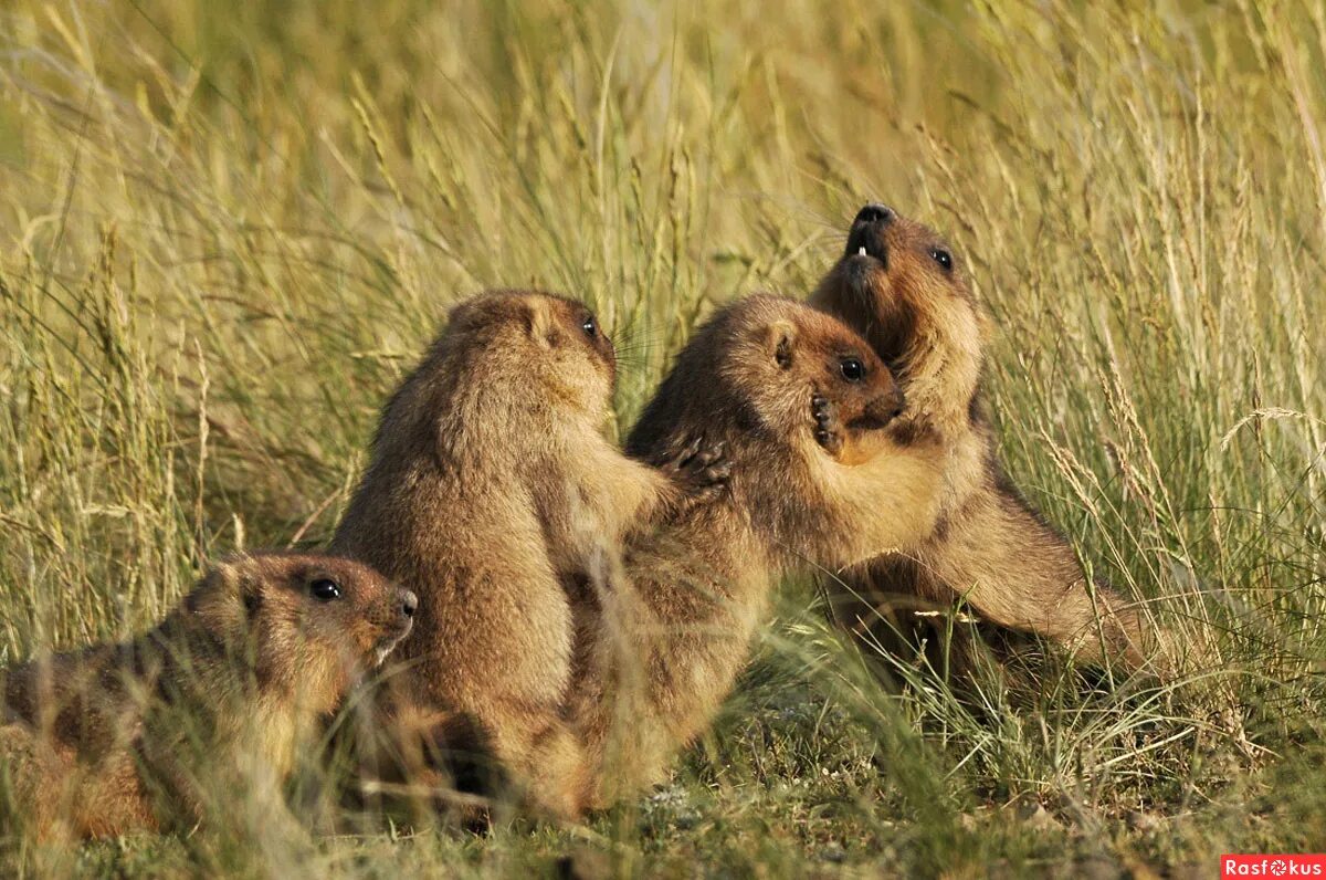 животные лесостепи казахстана. длиннохвостый (арктический) суслик. тонкопалый суслик. суслик в степи. степной сурок байбак.