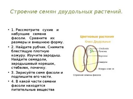 Частями семени растений являются