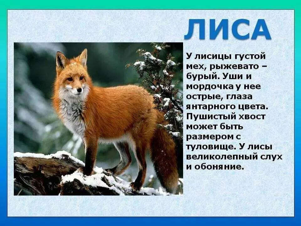 Лиса для детей 2 класса. Лиса краткое описание. рассказ о лисе. краткое описание лисы. рассказ про лису.